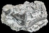 Incredible Permian Reptile (Captorhinus) Mass Mortality - Oklahoma #77986-1